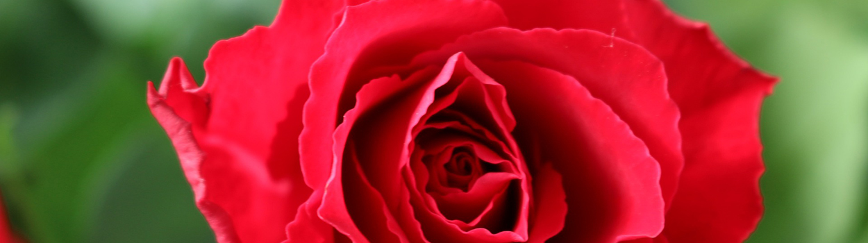 Finance and the psychology of love