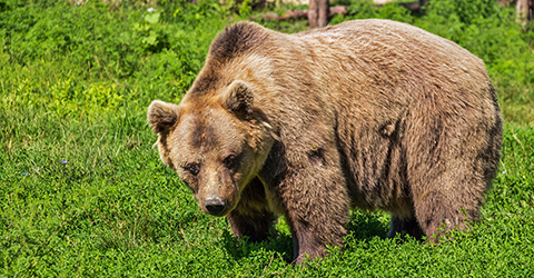 Bear market over